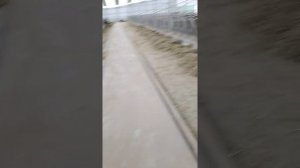 Молочная ферма Milk farm