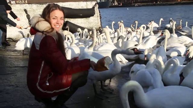 Балтийск .Зима лебеди едят прямо из рук. смотреть онлайн