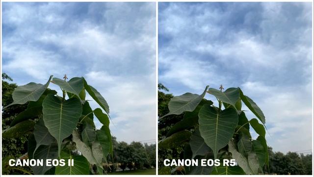 Canon EOS R6 Mark II VS Canon EOS R5 | Camera Test & Comparison смотреть онлайн
