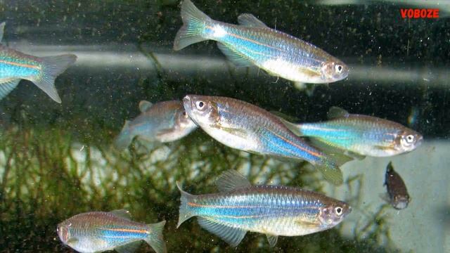 Аквариумная рыбка Данио Керри содержание в аквариуме разведение и совместимость Данио Керри смотреть онлайн