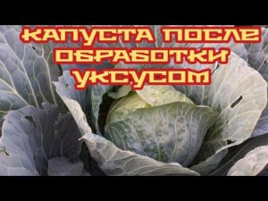 капуста после обработки уксусом от вредителей...