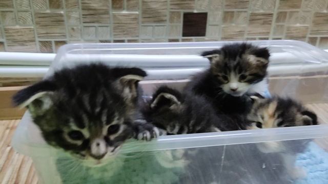 Котята Мейн Кун.