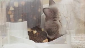 Автоматическая миска для кошек