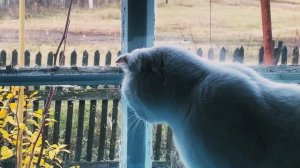 Глухая кошка смотрит в окошко! Жизнь с глухой кошкой