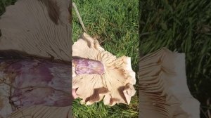 грибы синеножки, что с ними делать?