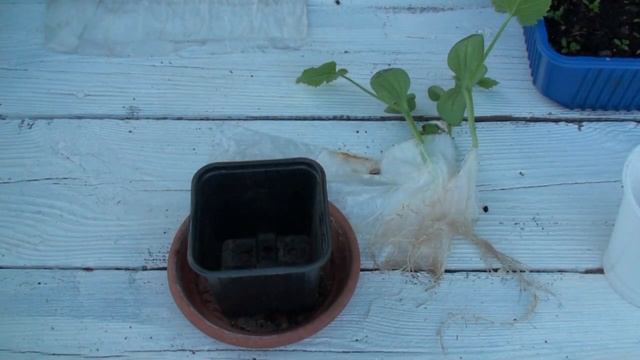 БЫСТРАЯ РАССАДА КАБАЧКОВ 100% РЕЗУЛЬТАТ смотреть онлайн