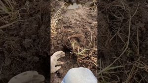 коп с нокта макро легенд!