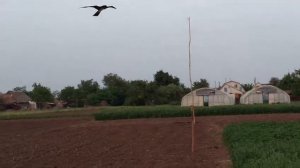 Динамический отпугиватель ворон, грачей и скворцов.