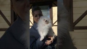 Белый померанский шпиц. Щенок?