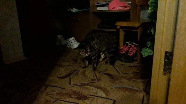 МЕЙН-КУН НАПУГАЛ БЕНГАЛЬСКУЮ КОШКУ. Кто ты и где мой Каша? смотреть онлайн