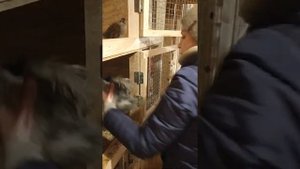 Глистогоним цыплят Пирантелом.