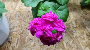 Пеларгония Mauve Beauty 2