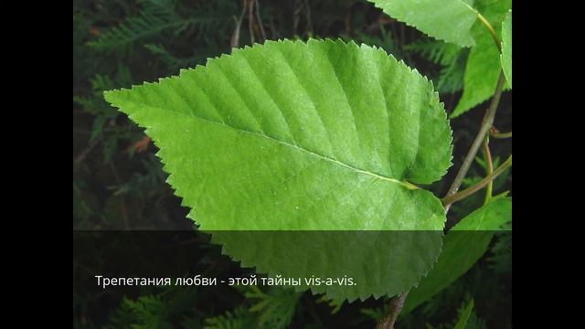 Солнцеворот
