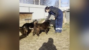 Дети в приюте социализируют собак