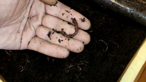 Красный Калифорнийский червь отправился жить на компостную кучу