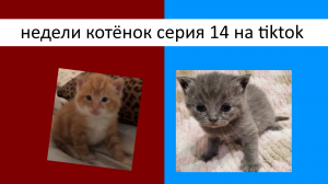 Недели котёнок серия 14 на tiktok