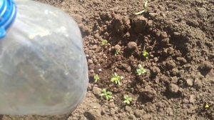 ЛАВАНДА. ПОСЕВ СЕМЯН В ГРУНТ.