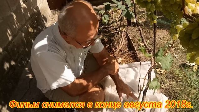 Перепрививка кустов винограда, прививка черным в зеленое,  часть вторая