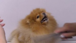 Мощный фен для собак. Фен компрессор для собак DownyPaws A20. Обзор фена для шпица. Сушка собак