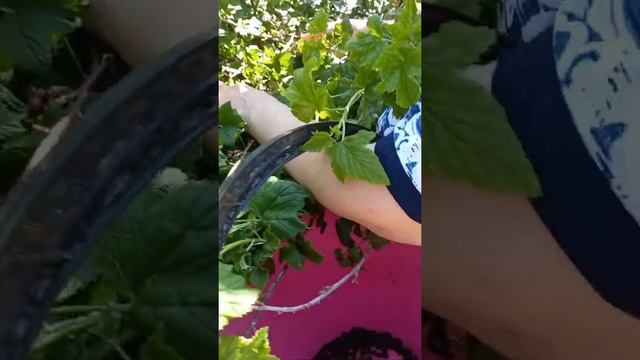 Сбор смородины варенье из черной смородины выращивание смородины размножение смородины Смородина смотреть онлайн