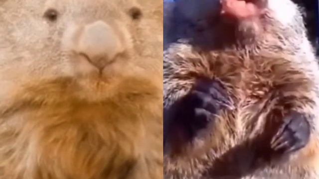 вомбат не говорит так! смотреть онлайн