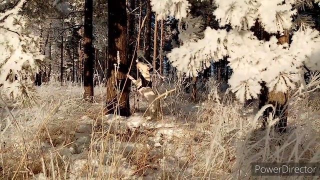 Сказочный зимний лес. ❄️❄️❄️ смотреть онлайн