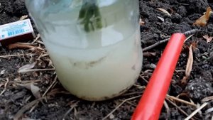 Если черенковать розы, то только так Приживается 95% черенков. В следующем году пышное цветение