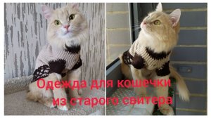 Одежда для кошки своими руками.