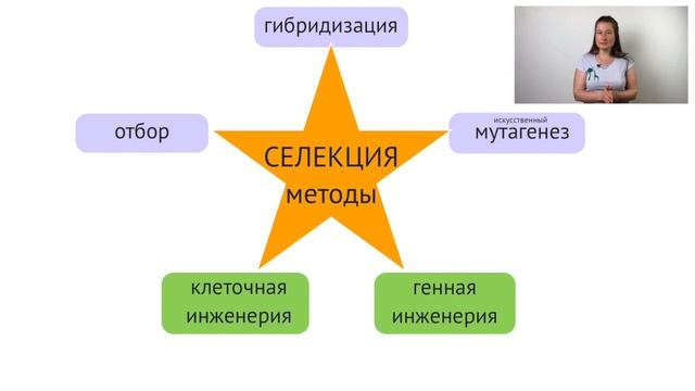 МЕТОДЫ СЕЛЕКЦИИ. ИНБРИДИНГ.