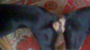 Спаривание тойчиков