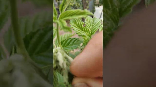 второй урожай рема. черная магия. смотреть онлайн