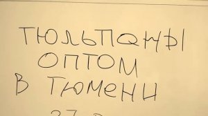 Плодовое Тюмень. Акция!  Недорого тюльпаны с теплицы, 96-83-00