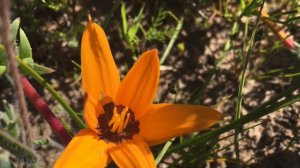 Extinct, Endangered and Vulnerable Fynbos