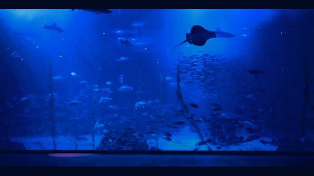 Aquarium with Relaxing and Sleeping Music - aquarium relax music смотреть онлайн