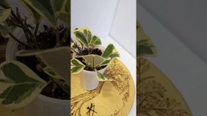 фикус триангулярис