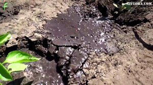 ВЫСАДКА РАССАДЫ ПЕРЦА В ОТКРЫТЫЙ ГРУНТ