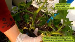 Формировка низкорослых томатов в теплице.  Вилочка
