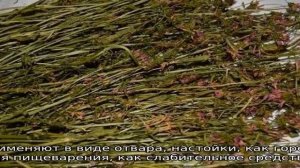 Трава золототысячник: описание, свойства и применение