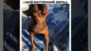 Кто доберман