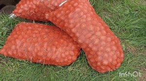 Обработка семенного КАРТОФЕЛЯ от ПРОВОЛОЧНИКА и КОЛОРАДСКОГО ЖУКА препоратом Престиж.