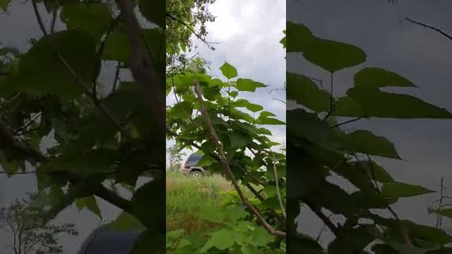 Тюльпановое ? дерево в Кыргыстане, цветение. смотреть онлайн