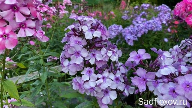 Изысканный флокс Былина, селекции  В.Н. Хватовой, в моем саду