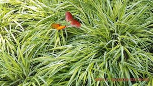 Осока обыкновенная Морроу Вариегата (carex) ? обзор: как сажать, саженцы осоки Морроу Вариегата