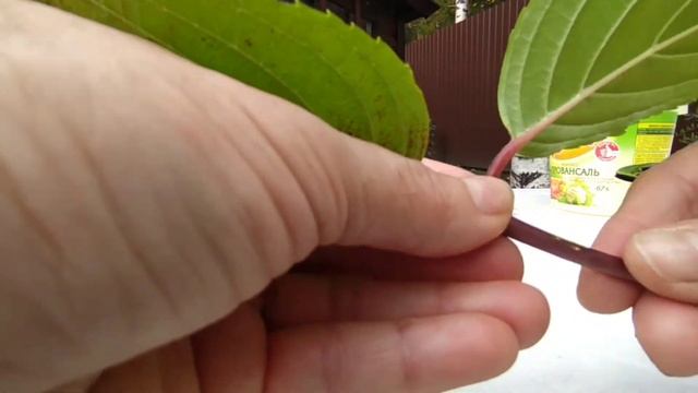 Осеннее черенкование метельчатой гортензии ( 03.10.20.) смотреть онлайн