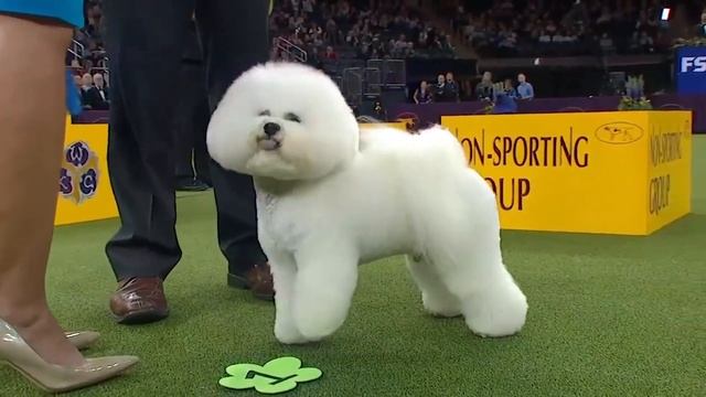 Декоративные породы собак смотреть онлайн