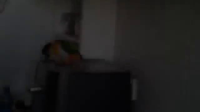 Самый веселый попугай! Еще и танцует Ирландские танцы