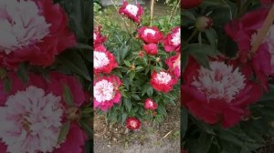 Пионы "White cap"