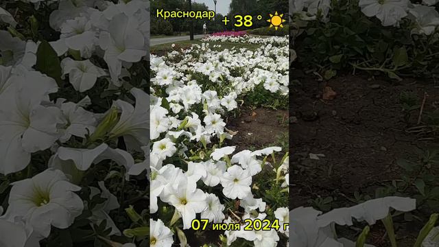 Краснодар - жара + 38° ☀️ - 07 июля 2024 г.