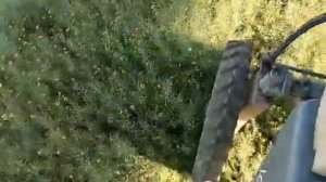 дeсикация рапса