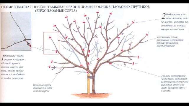 Прежде чем взять в руки секатор, подумайте, зачем вы это делаете. (Садовод Андрей Туманов) смотреть онлайн